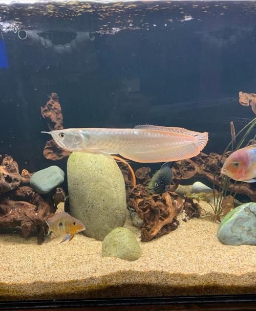 如何區分新疆雪龍魚和觀賞魚？，如何區分新疆雪龍魚與觀賞魚 如何區分新疆雪龍魚和觀賞魚？，如何區分新疆雪龍魚與觀賞魚 龍魚百科 第10張