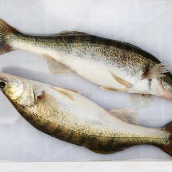 如何區分新疆雪龍魚和觀賞魚？，如何區分新疆雪龍魚與觀賞魚 如何區分新疆雪龍魚和觀賞魚？，如何區分新疆雪龍魚與觀賞魚 龍魚百科 第4張