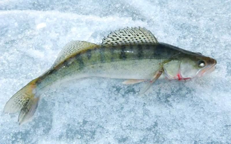 如何區分新疆雪龍魚和觀賞魚？，如何區分新疆雪龍魚與觀賞魚