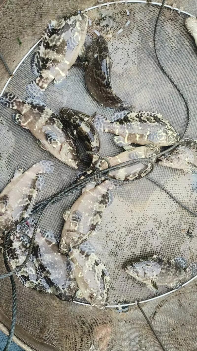 如何辨別祥龍魚場印尼虎苗的真偽,如何辨別印尼虎魚 龍魚百科 第3張 如何辨別祥龍魚場印尼虎苗的真偽,如何辨別印尼虎魚 如何辨別祥龍魚場印尼虎苗的真偽,如何辨別印尼虎魚 龍魚百科 第3張