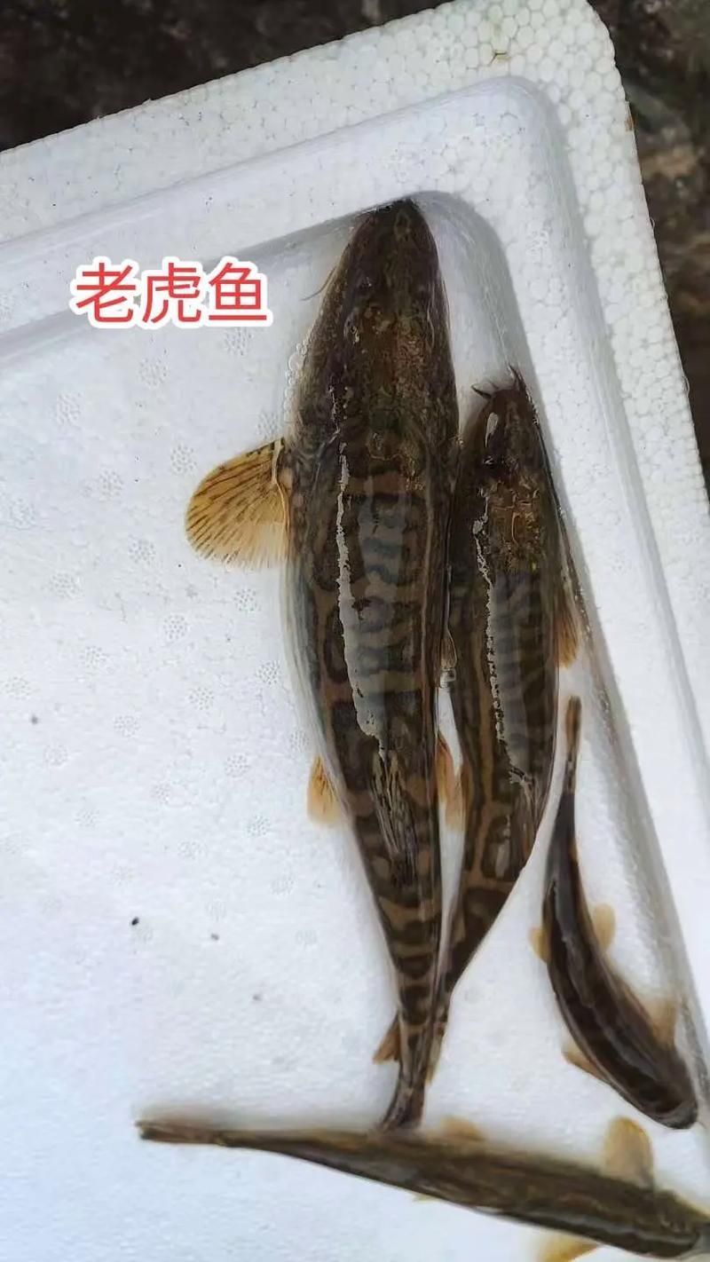 如何辨別祥龍魚場印尼虎苗的真偽,如何辨別印尼虎魚 龍魚百科 第4張 如何辨別祥龍魚場印尼虎苗的真偽,如何辨別印尼虎魚 如何辨別祥龍魚場印尼虎苗的真偽,如何辨別印尼虎魚 龍魚百科 第4張
