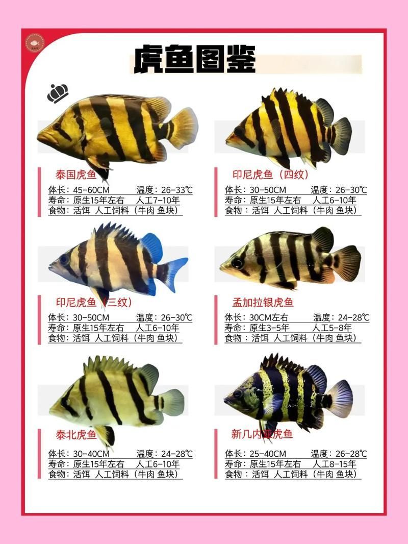 如何辨別祥龍魚場印尼虎苗的真偽,如何辨別印尼虎魚 龍魚百科 第5張 如何辨別祥龍魚場印尼虎苗的真偽,如何辨別印尼虎魚 如何辨別祥龍魚場印尼虎苗的真偽,如何辨別印尼虎魚 龍魚百科 第5張