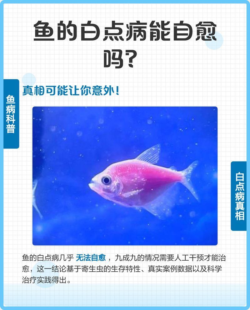魚寄生蟲感染會自愈嗎，手把手教你科學(xué)救治魚寄生蟲感染的自愈能力取決于多種因素