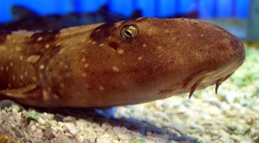 白子球鯊魚的飼養方法,關于白子球鯊魚的飼養 龍魚百科 第5張 白子球鯊魚的飼養方法,關于白子球鯊魚的飼養 白子球鯊魚的飼養方法,關于白子球鯊魚的飼養 龍魚百科 第5張