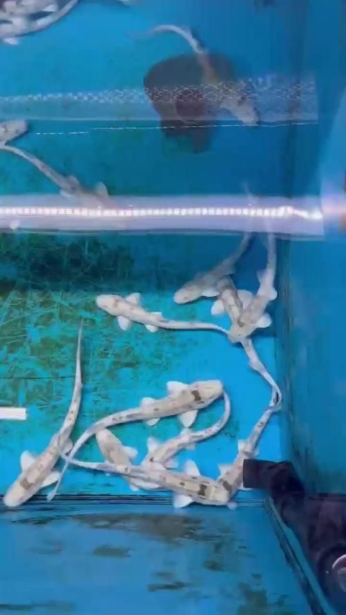 白子球鯊魚的飼養方法,關于白子球鯊魚的飼養 龍魚百科 第4張 白子球鯊魚的飼養方法,關于白子球鯊魚的飼養 白子球鯊魚的飼養方法,關于白子球鯊魚的飼養 龍魚百科 第4張