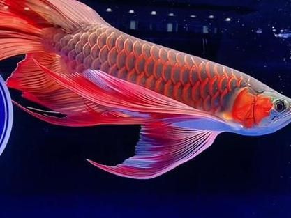 長城杯龍魚大賽的觀賞魚價(jià)格如何？，2023年“長城杯”世界龍魚錦標(biāo)賽全場總冠軍龍魚高價(jià)成交 長城杯龍魚大賽的觀賞魚價(jià)格如何？，2023年“長城杯”世界龍魚錦標(biāo)賽全場總冠軍龍魚高價(jià)成交 龍魚百科 第4張