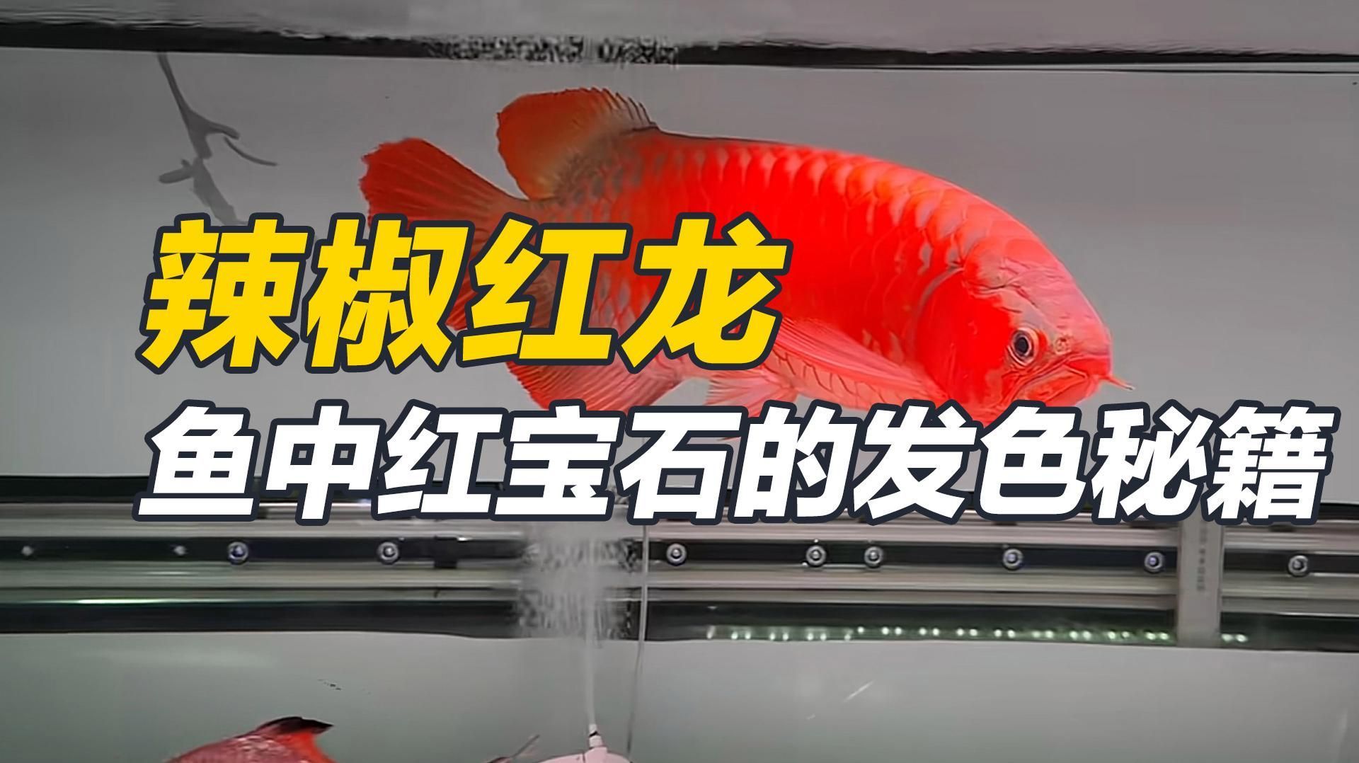 如何區分辣椒紅龍魚和血紅龍，如何區分辣椒紅龍魚和血紅龍魚
