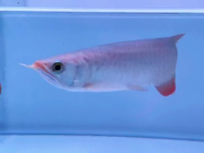 給我一些挑選紅龍魚幼魚的圖片示例，如何挑選優質的紅龍魚幼魚 給我一些挑選紅龍魚幼魚的圖片示例，如何挑選優質的紅龍魚幼魚 龍魚百科 第2張