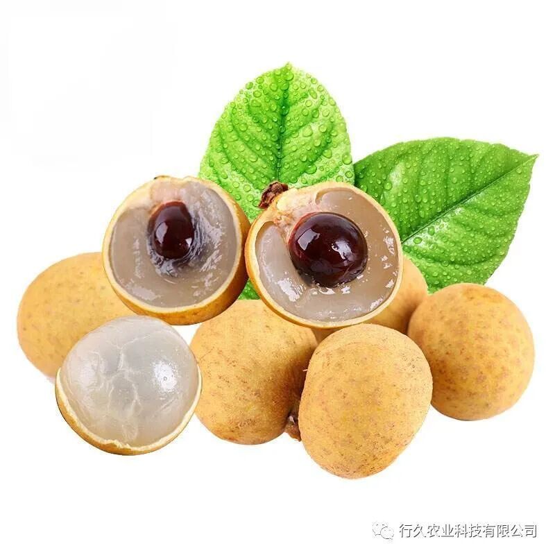 龍眼爛尾最怕三樣東西，關于龍眼爛尾問題