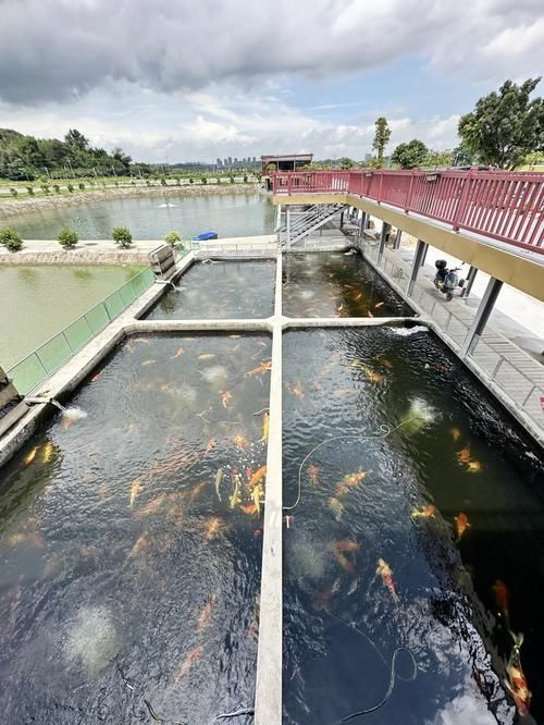 榮昌區有沒有觀賞魚養殖基地 榮昌區有沒有觀賞魚養殖基地 龍魚百科 第2張