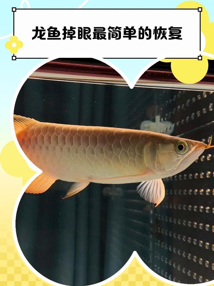 如何判斷龍魚掉眼的嚴重程度，如何判斷龍魚掉眼嚴重程度 如何判斷龍魚掉眼的嚴重程度，如何判斷龍魚掉眼嚴重程度 龍魚百科 第2張