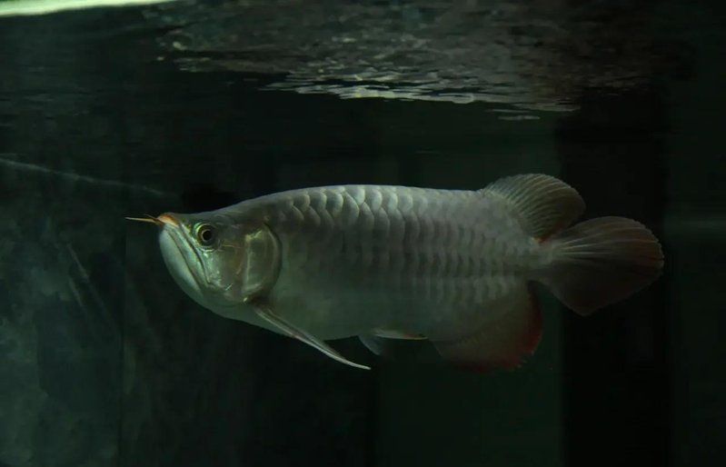 如何判斷龍魚掉眼的嚴重程度，如何判斷龍魚掉眼嚴重程度 如何判斷龍魚掉眼的嚴重程度，如何判斷龍魚掉眼嚴重程度 龍魚百科 第1張