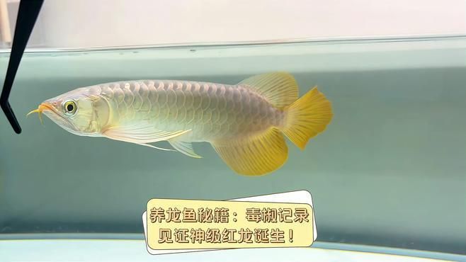 饒陽龍魚養(yǎng)殖業(yè)的現(xiàn)狀，關(guān)于饒陽龍魚養(yǎng)殖業(yè)發(fā)展的建議