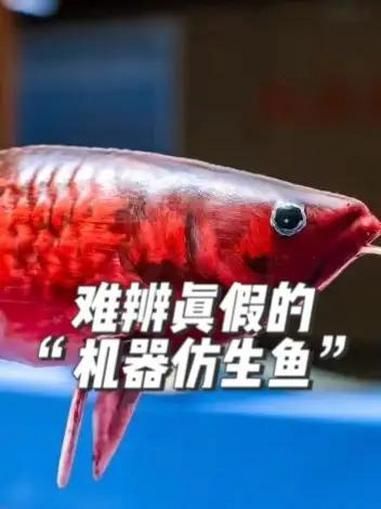 智能仿生龍魚“金鱗”有何特點(diǎn)，上海海洋大學(xué)團(tuán)隊(duì)推出智能仿生龍魚“金鱗”“金鱗”