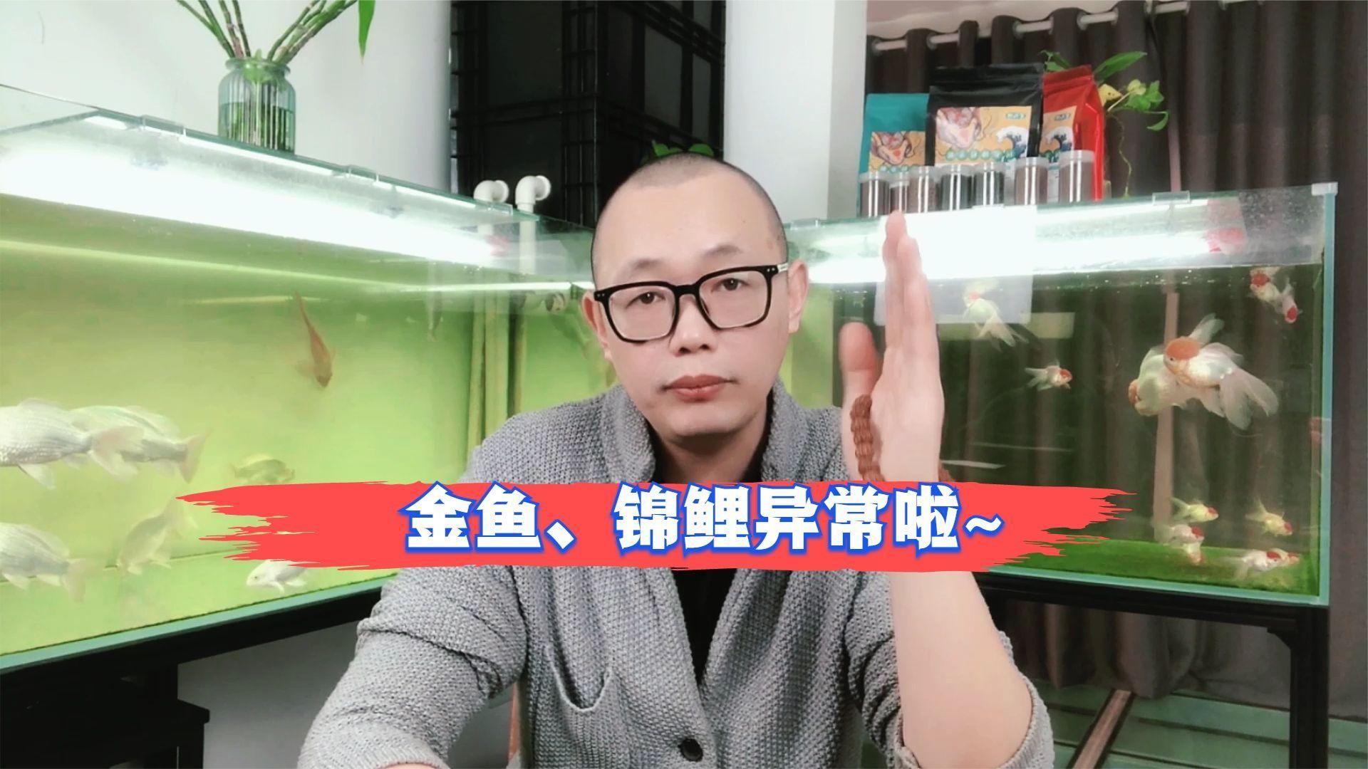 如何判斷金魚是否患病，如何判斷金魚是否患病？