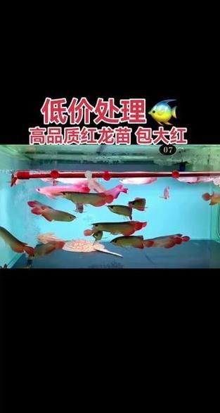給我一些2-3cm紅龍魚苗的圖片參考，2-3cm紅龍魚苗的價格是多少？ 給我一些2-3cm紅龍魚苗的圖片參考，2-3cm紅龍魚苗的價格是多少？ 龍魚百科 第17張