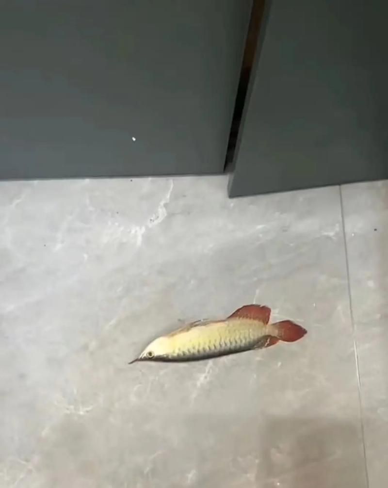 給我一些2-3cm紅龍魚苗的圖片參考，2-3cm紅龍魚苗的價格是多少？ 給我一些2-3cm紅龍魚苗的圖片參考，2-3cm紅龍魚苗的價格是多少？ 龍魚百科 第18張