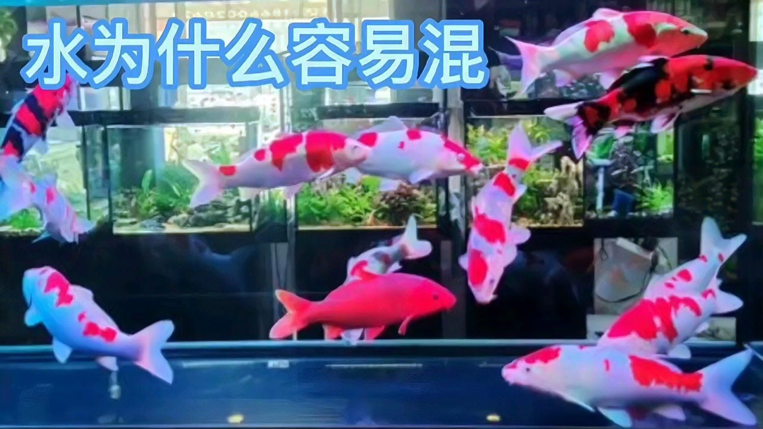 如何判斷魚缸水渾濁的類型，判斷魚缸水渾濁的類型是養魚過程中的一項重要任務 如何判斷魚缸水渾濁的類型，判斷魚缸水渾濁的類型是養魚過程中的一項重要任務 龍魚百科 第1張