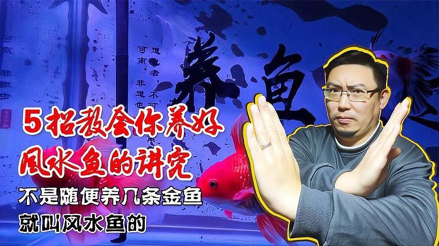 風水魚養殖有哪些禁忌，風水魚養殖的禁忌 風水魚養殖有哪些禁忌，風水魚養殖的禁忌 龍魚百科