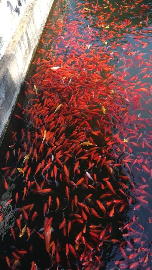 曹妃甸龍魚市場有哪些特色,曹妃甸“龍魚市場” 龍魚百科 第6張 曹妃甸龍魚市場有哪些特色,曹妃甸“龍魚市場” 曹妃甸龍魚市場有哪些特色,曹妃甸“龍魚市場” 龍魚百科 第6張