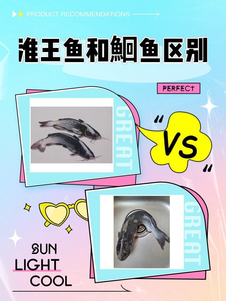 鳳臺淮王魚和龍魚哪個更有營養價值，鳳臺淮王魚和龍魚哪個更有營養價值鳳臺淮王魚的營養價值 鳳臺淮王魚和龍魚哪個更有營養價值，鳳臺淮王魚和龍魚哪個更有營養價值鳳臺淮王魚的營養價值 龍魚百科 第1張