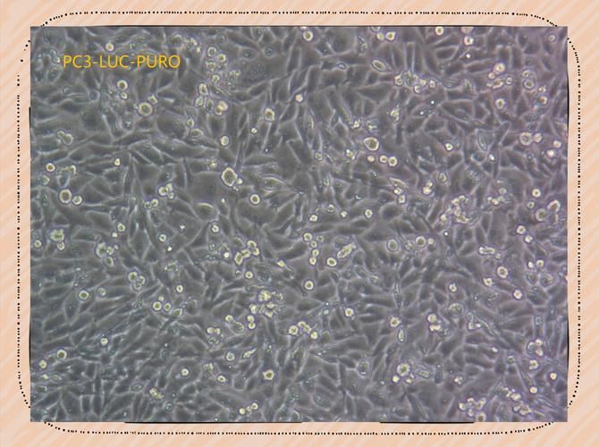 六角龍魚(yú)對(duì)哪些污染物最敏感，六角龍魚(yú)對(duì)哪些污染物最敏感調(diào)用工具arxiv論文助手 六角龍魚(yú)對(duì)哪些污染物最敏感，六角龍魚(yú)對(duì)哪些污染物最敏感調(diào)用工具arxiv論文助手 龍魚(yú)百科 第1張