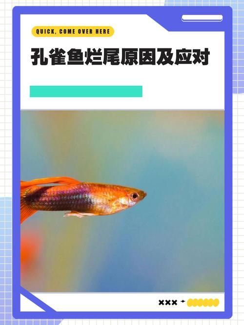 詳細閱讀:如何預防爛尾病傳染,如何預防爛尾病傳染, 如何預防爛尾病傳染,如何預防爛尾病傳染,