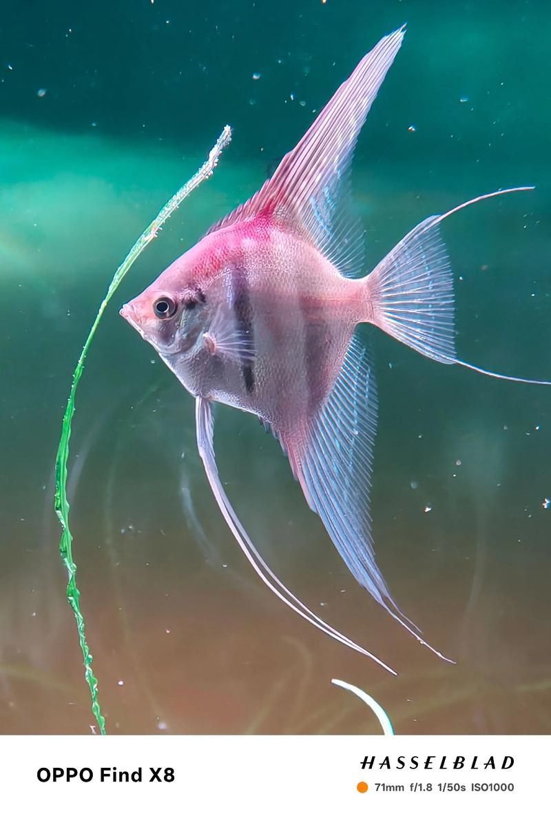 給我一些觀賞魚的高清圖片，觀賞魚的高清圖片欣賞 給我一些觀賞魚的高清圖片，觀賞魚的高清圖片欣賞 龍魚百科 第8張