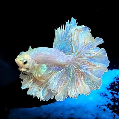 給我一些觀賞魚的高清圖片，觀賞魚的高清圖片欣賞 給我一些觀賞魚的高清圖片，觀賞魚的高清圖片欣賞 龍魚百科 第5張