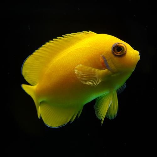 給我一些觀賞魚的高清圖片，觀賞魚的高清圖片欣賞 給我一些觀賞魚的高清圖片，觀賞魚的高清圖片欣賞 龍魚百科 第20張
