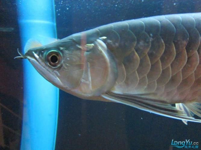 哪種藥物治療龍魚(yú)鰓蓋絮狀物最有效？，治療龍魚(yú)鰓蓋絮狀物治療龍魚(yú)鰓蓋絮狀物最有效的藥物 哪種藥物治療龍魚(yú)鰓蓋絮狀物最有效？，治療龍魚(yú)鰓蓋絮狀物治療龍魚(yú)鰓蓋絮狀物最有效的藥物 龍魚(yú)百科 第2張