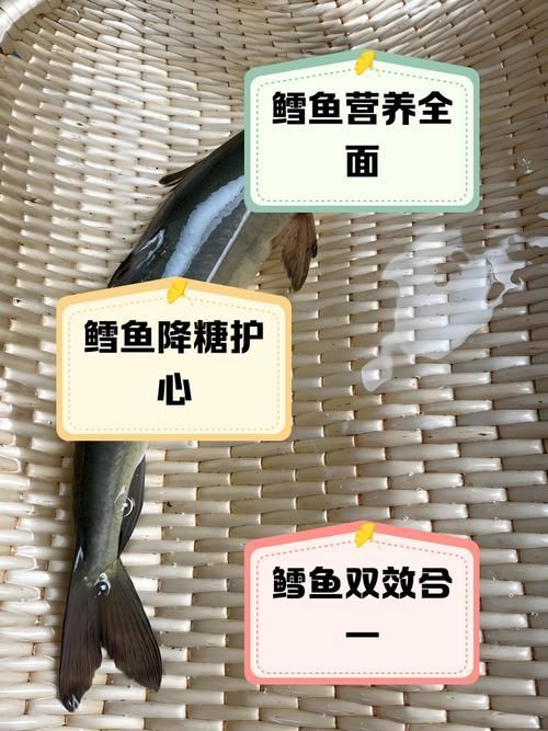 鱈魚和鱘龍魚哪個更有營養(yǎng)，鱈魚和鱘龍魚哪個更有營養(yǎng)鱈魚和鱘龍魚哪個更有營養(yǎng) 鱈魚和鱘龍魚哪個更有營養(yǎng)，鱈魚和鱘龍魚哪個更有營養(yǎng)鱈魚和鱘龍魚哪個更有營養(yǎng) 龍魚百科 第5張