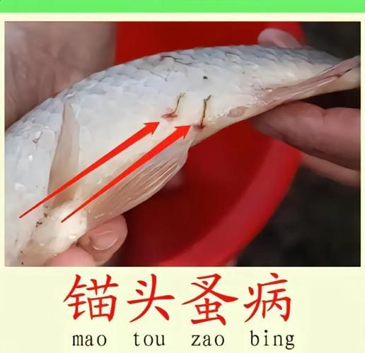 如何治療金魚寄生蟲感染，如何治療金魚寄生蟲 如何治療金魚寄生蟲感染，如何治療金魚寄生蟲 龍魚百科 第4張