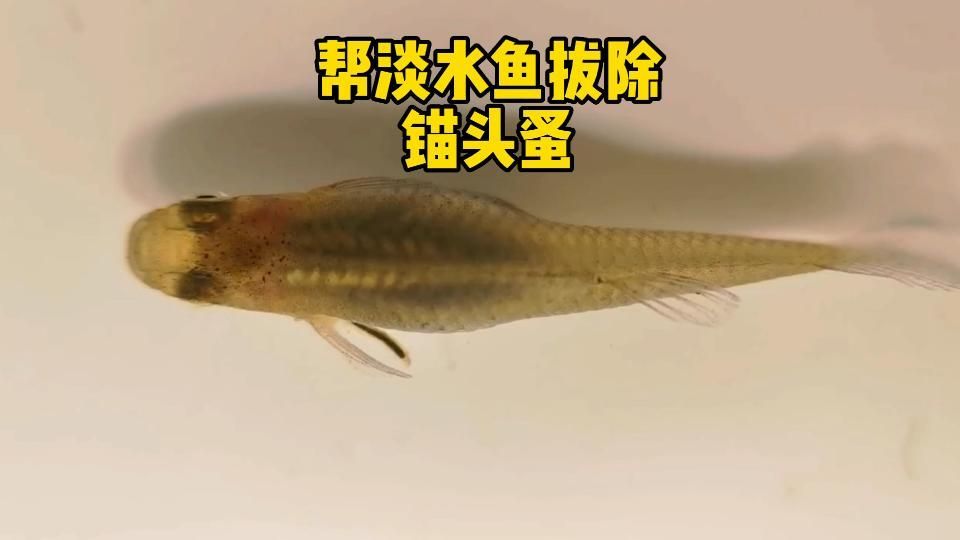 如何治療金魚寄生蟲感染，如何治療金魚寄生蟲 如何治療金魚寄生蟲感染，如何治療金魚寄生蟲 龍魚百科 第7張