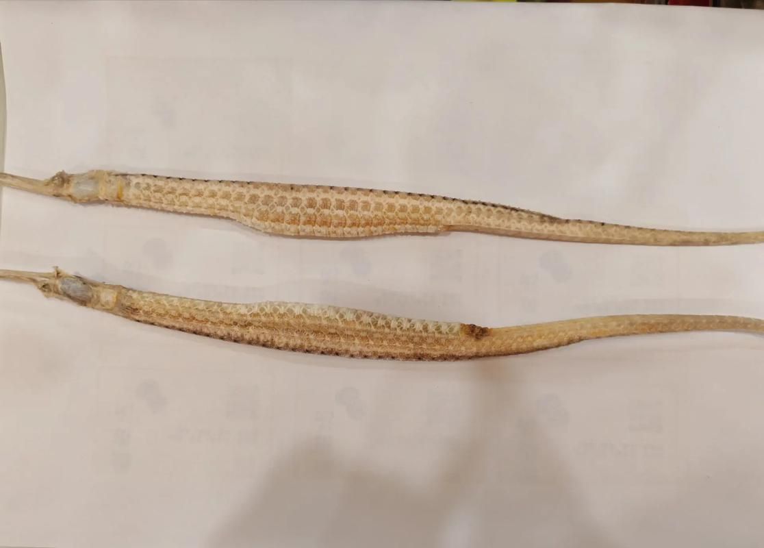 有沒有圖片可以直觀展示海龍魚的雌雄，如何判斷海龍魚的性別？
