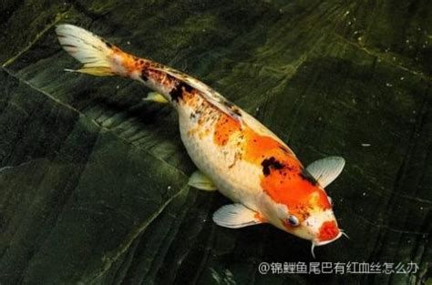 蝴蝶鯉尾巴有紅血絲怎么辦，蝴蝶鯉尾巴出現紅血絲怎么辦