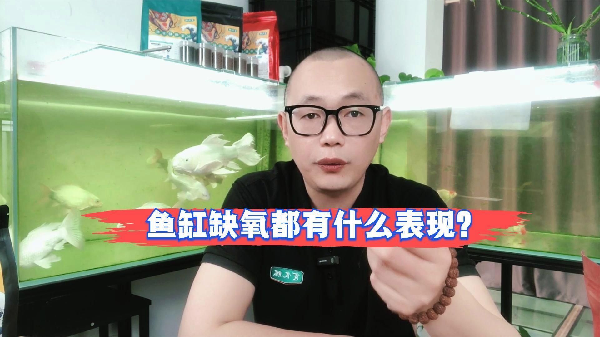 如何判斷黑鱗龍魚是否缺氧，如何判斷黑鱗龍魚缺氧 如何判斷黑鱗龍魚是否缺氧，如何判斷黑鱗龍魚缺氧 龍魚百科 第4張