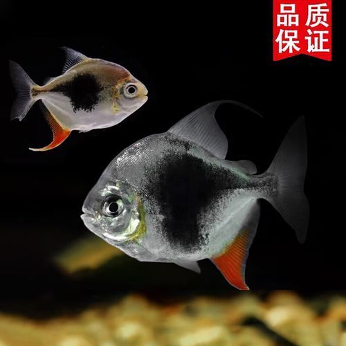 如何購買正品黑桃A魚苗？，如何挑選黑桃a魚苗