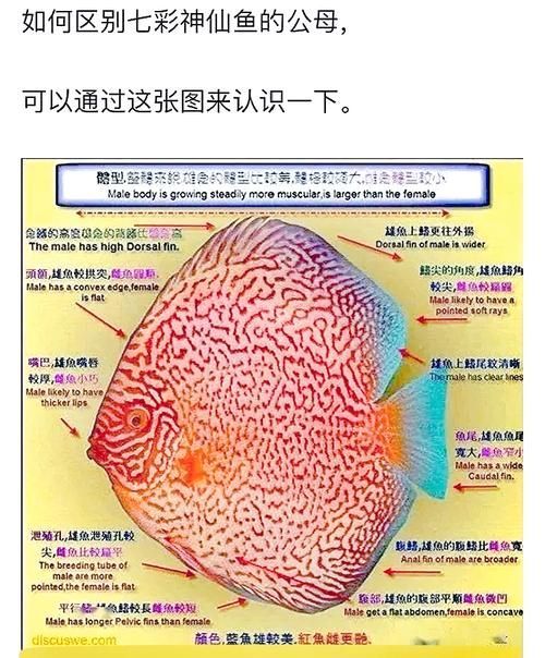 如何區分斯維尼關刀魚的雌雄？，如何區分斯維尼關刀魚（siganussutor）雌雄鑒別