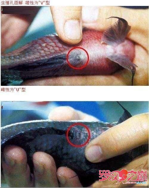 如何區分斯維尼關刀魚的雌雄？，如何區分斯維尼關刀魚（siganussutor）雌雄鑒別