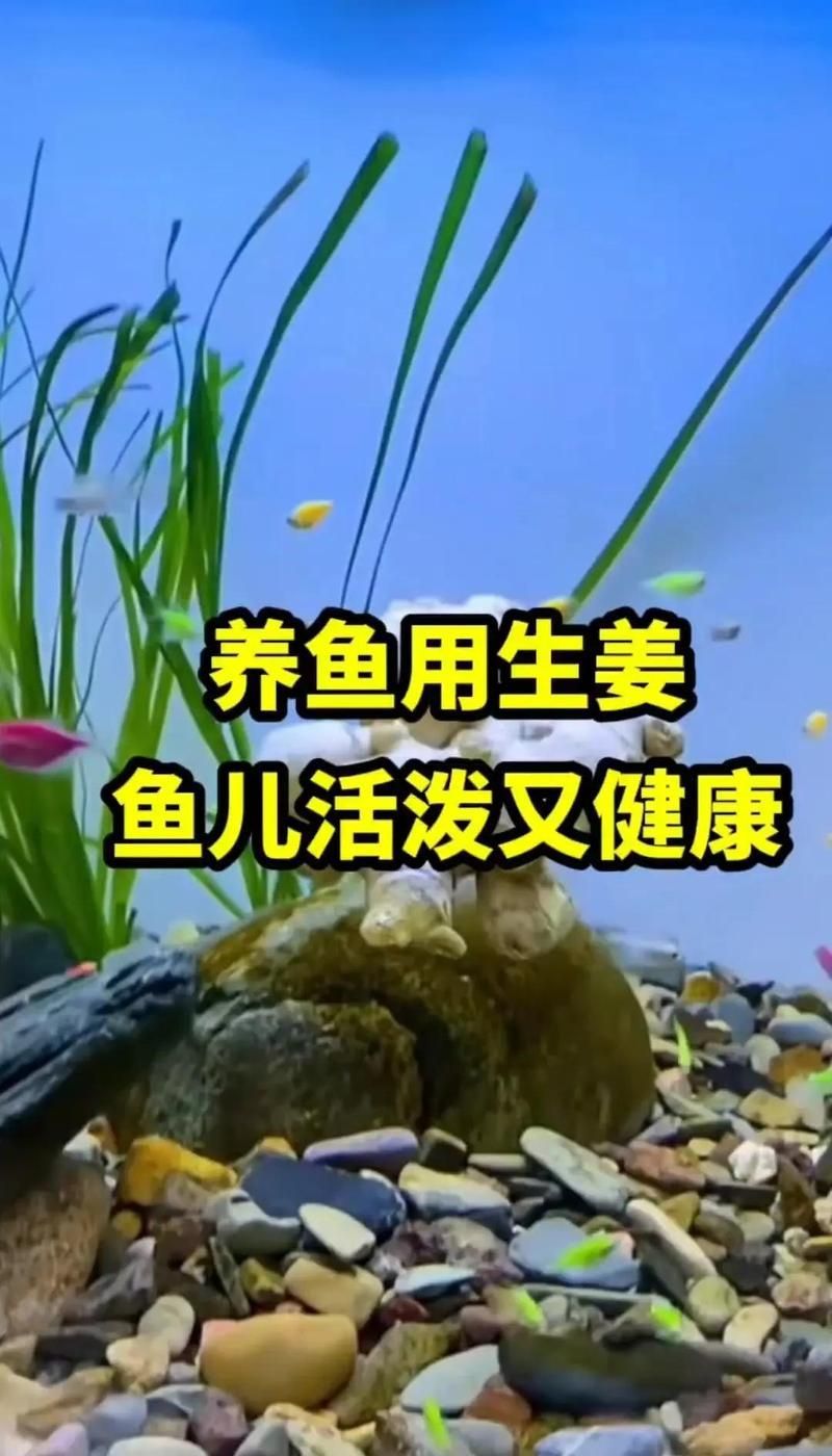 有哪些天然方法預(yù)防魚病，如何預(yù)防魚類疾病 有哪些天然方法預(yù)防魚病，如何預(yù)防魚類疾病 龍魚百科 第1張