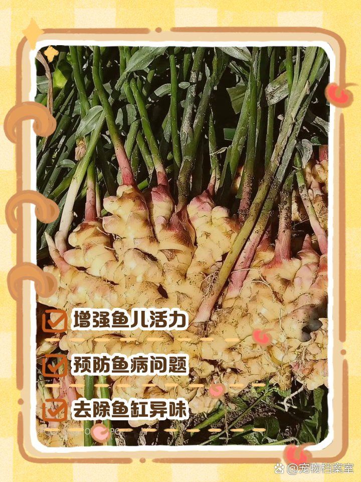 有哪些天然方法預(yù)防魚病，如何預(yù)防魚類疾病 有哪些天然方法預(yù)防魚病，如何預(yù)防魚類疾病 龍魚百科 第2張