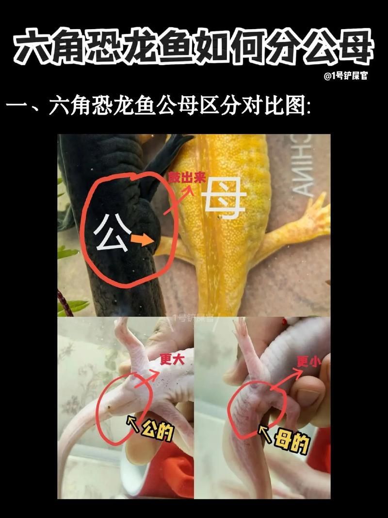給我一些區(qū)分恐龍魚的圖片示例，區(qū)分恐龍魚的圖片示例圖片示例圖片示例圖片示例