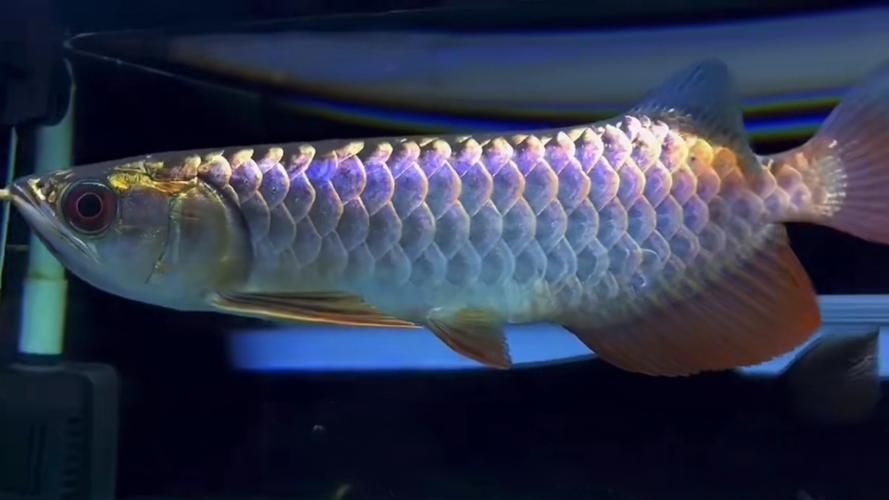 能否提供古典金龍珠鱗的圖片，古典金龍魚珠鱗全亮標準是什么古典金龍魚珠鱗全亮的標準是什么 能否提供古典金龍珠鱗的圖片，古典金龍魚珠鱗全亮標準是什么古典金龍魚珠鱗全亮的標準是什么 龍魚百科 第15張