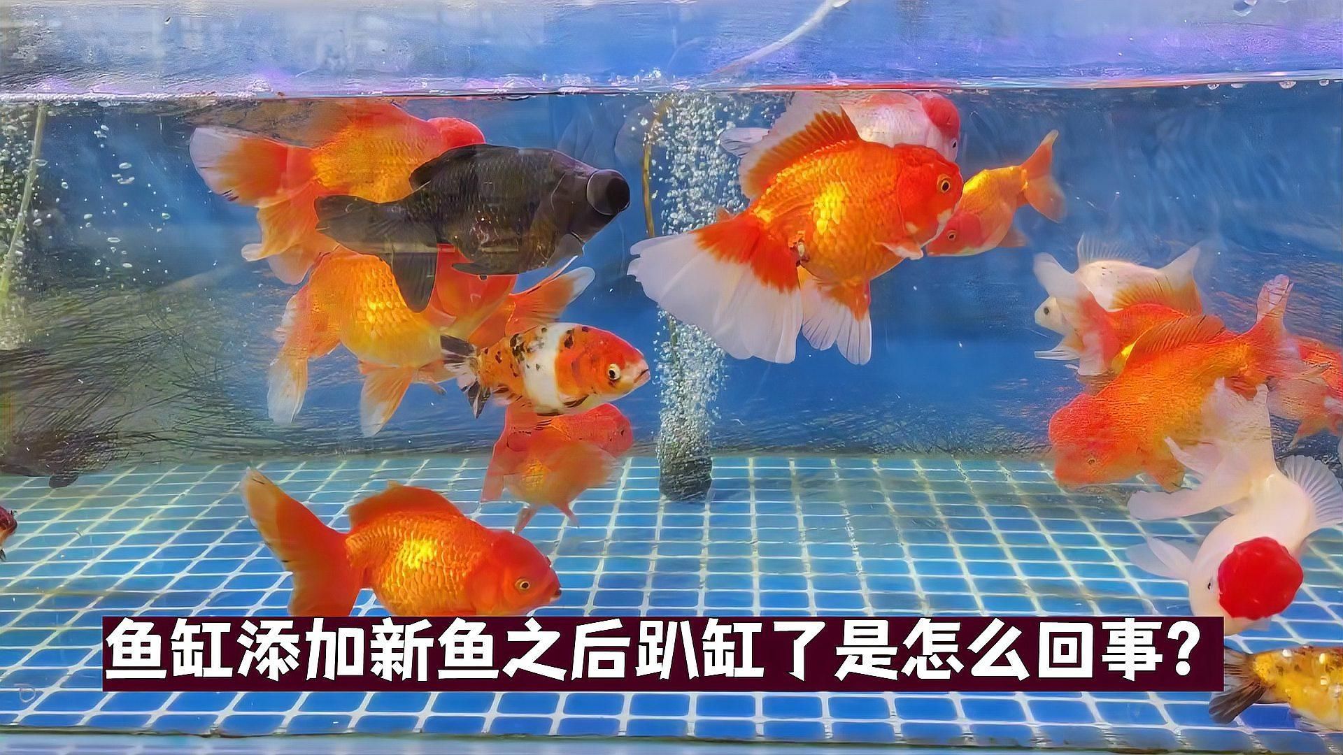 魚兒趴缸需要多久恢復，新魚入缸趴缸什么原因引起的