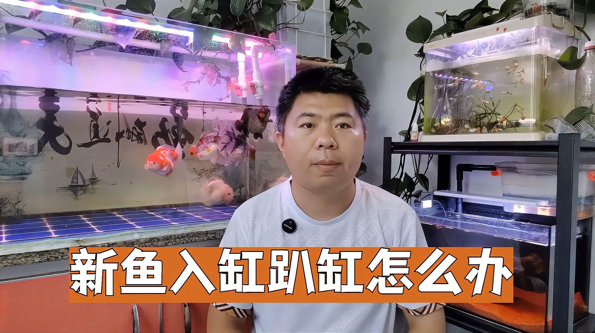 魚兒趴缸需要多久恢復，新魚入缸趴缸什么原因引起的