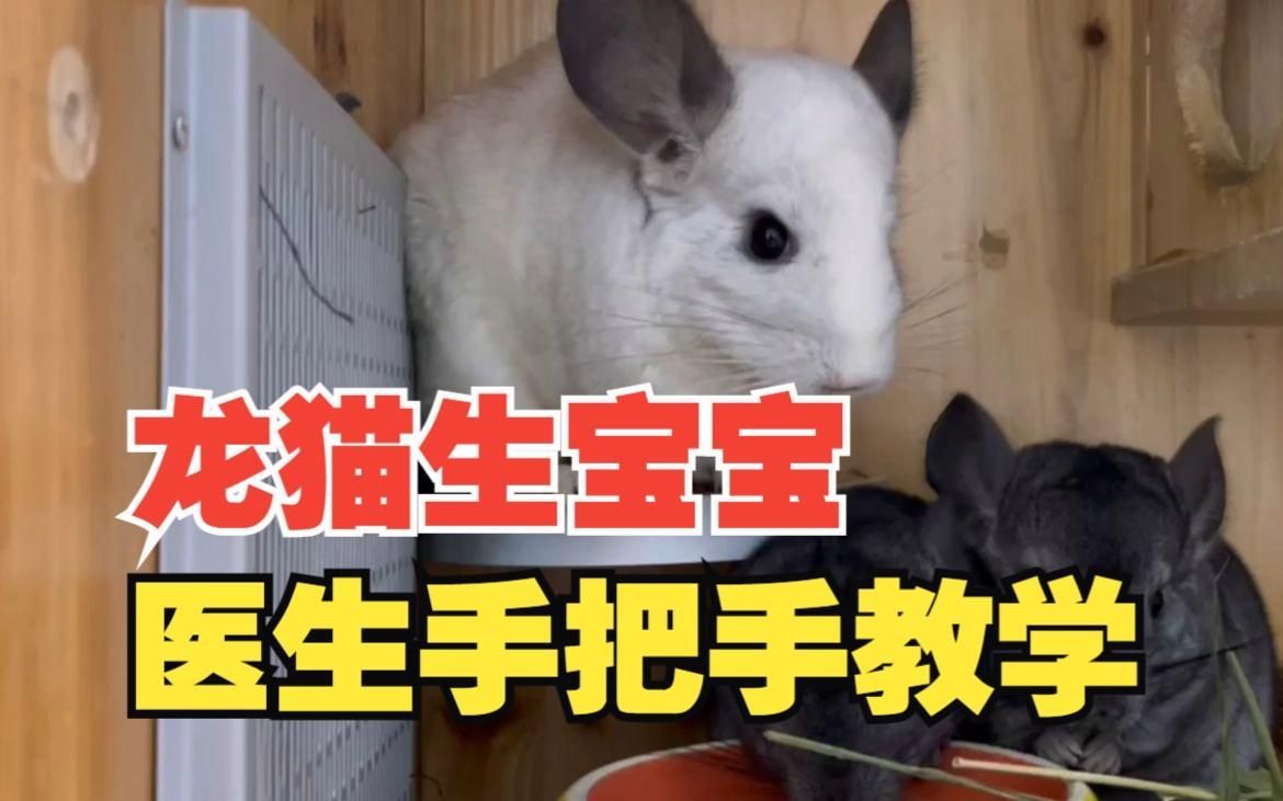 龍貓幼崽出生后如何護理，龍貓幼崽出生后如何護理， 龍貓幼崽出生后如何護理，龍貓幼崽出生后如何護理， 龍魚百科 第2張