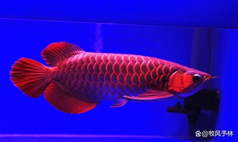 給我一些三元龍魚的圖片