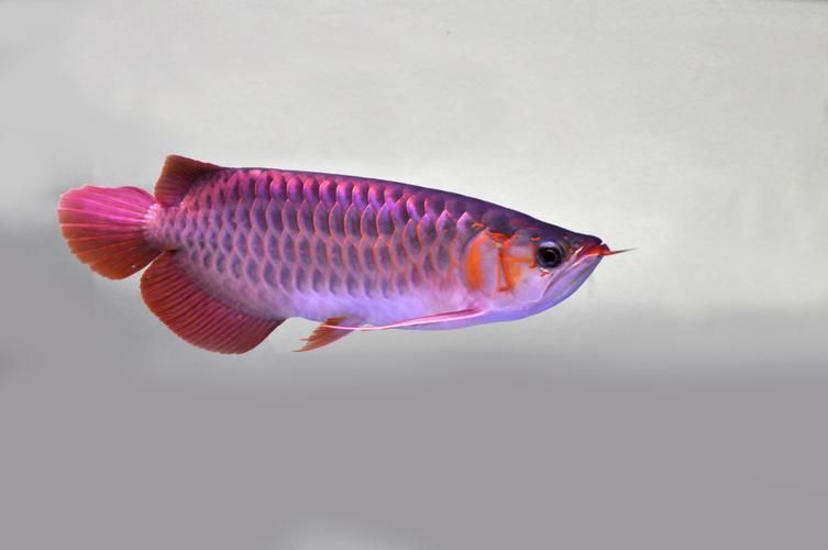 給我一些三元龍魚的圖片 龍魚百科 第5張 給我一些三元龍魚的圖片 給我一些三元龍魚的圖片 龍魚百科 第5張