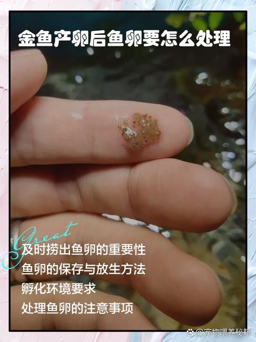 金龍魚(yú)發(fā)情期有哪些表現(xiàn)？，金龍魚(yú)發(fā)情期的行為表現(xiàn)具有鮮明的生理與社交行為